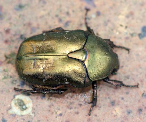 Réf. 251 446 : Potosia cuprea